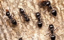 Ants Control Brisbane