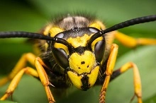 Bees & Wasps Control Brisbane