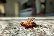 Cockroaches Control Brisbane