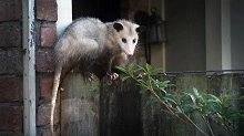 Possums Control Brisbane